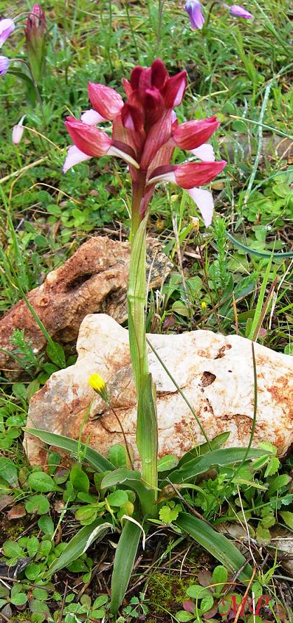 Orchidee dal Parco Naturale Regionale dei Monti Lucretili